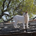 Cat on a hot stone roof